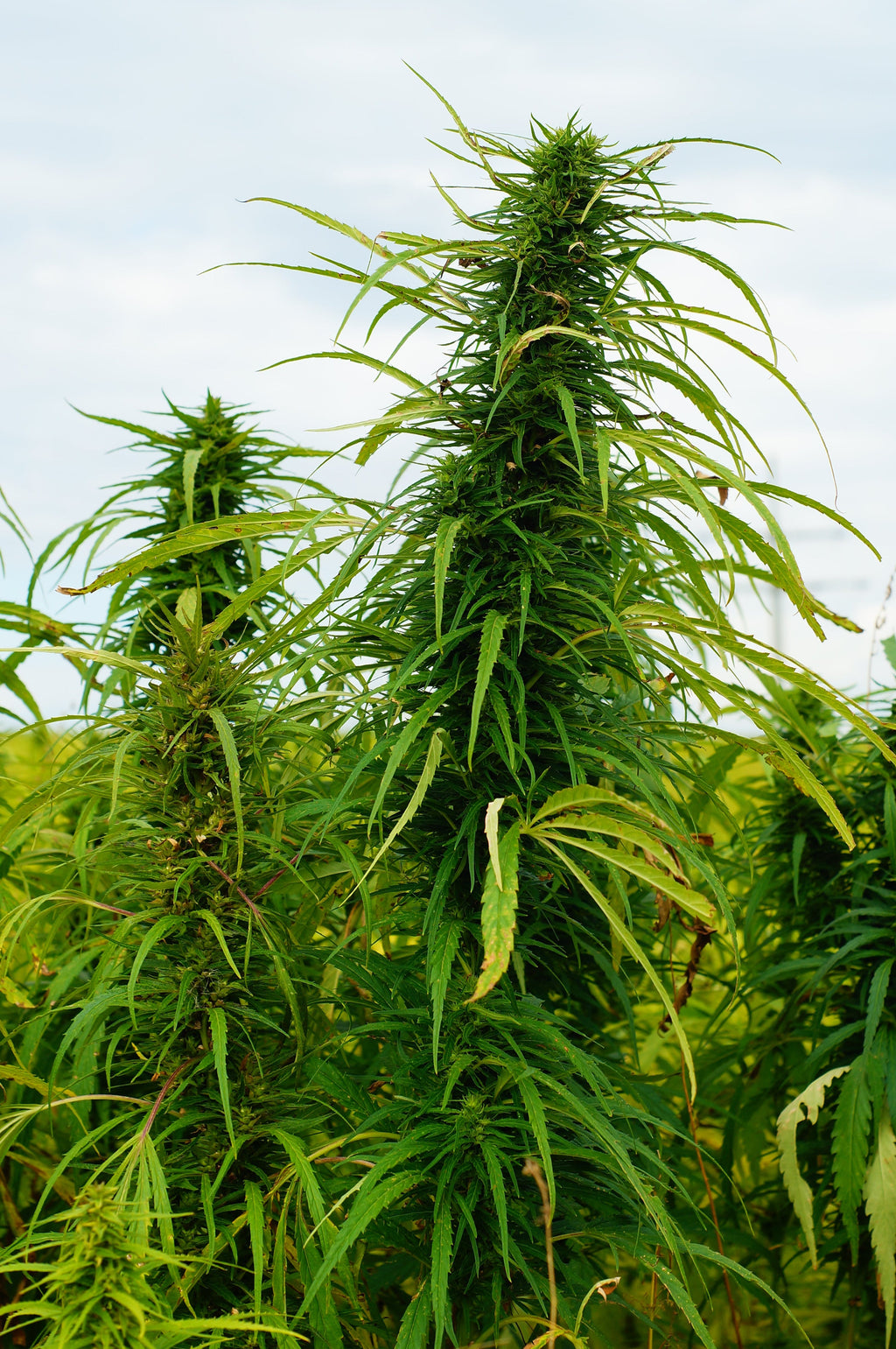 Can Plant-Based Alternatives drive Sustainable Fashion?