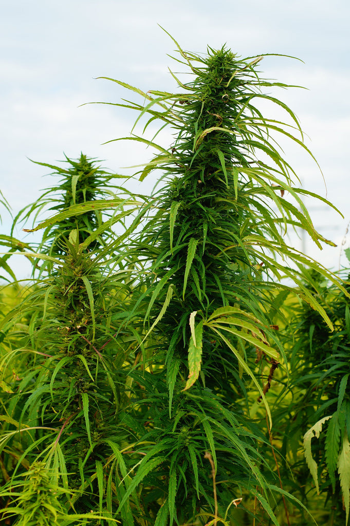 Can Plant-Based Alternatives drive Sustainable Fashion?