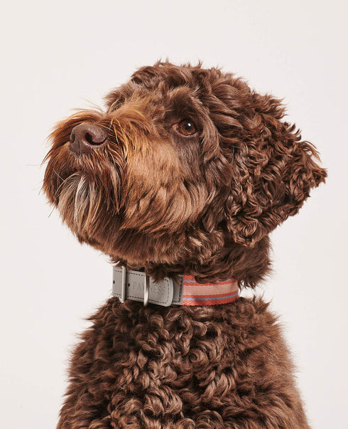 Trix Dog Collar Recycled Polyester & Vegan Leather Trim