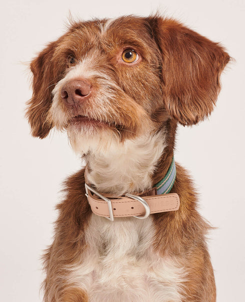 Trix Dog Collar Recycled Polyester & Vegan Leather Trim