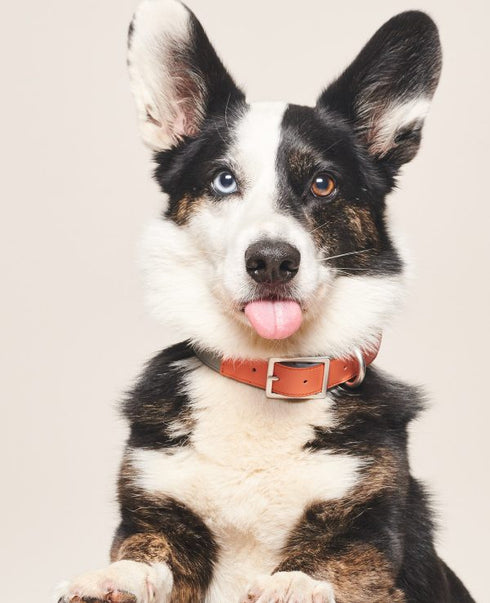 Vegan Leather Collar Bo