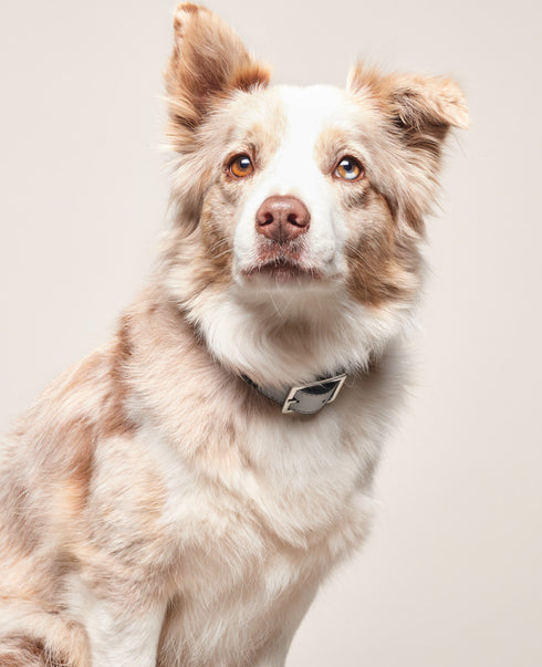 Vegan Leather Collar Bo